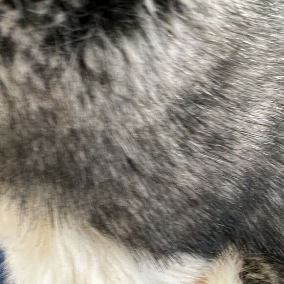 Douglas Cuddle Toys Raina Howling Wolf Stuffed Animal Plush Toy - Picture 9 of 9